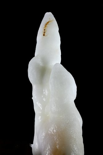 Grotte du Charbon (Hérault) - Stalagmite avec scolopendre calcifié sur la pointe(SP-23-1443)