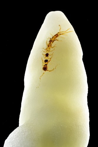 Grotte du Charbon (Hérault) - Stalagmite avec scolopendre calcifié sur la pointe en contre jour (SP-23-1447.)