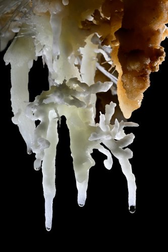 Grotte du Charbon (Hérault) -  Ensemble de stalactites avec excentriques(SP-23-1449)