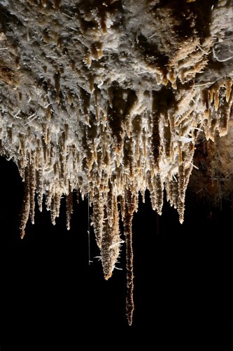 Grotte du Gard - Plafond couvert de stalactites et excentriques blanches(SP-23-1479)