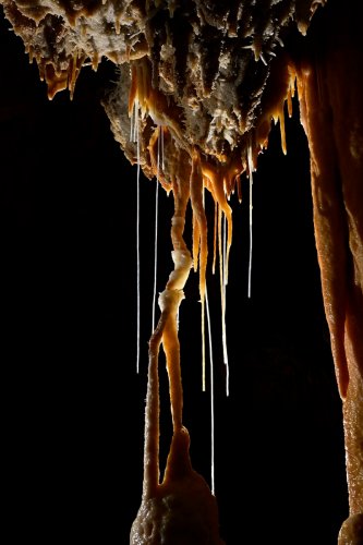 Grotte du Gard - Colonnes avec fistuleuses (éclairées)(SP-23-1485)