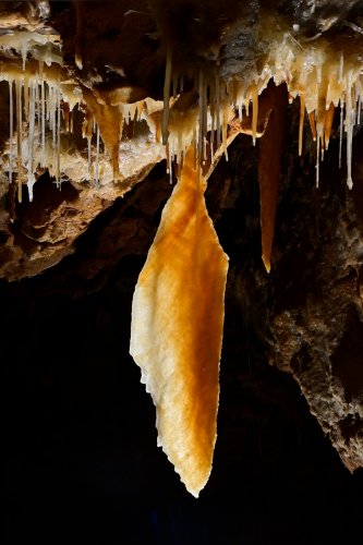 Grotte du Gard - Grande stalactite-draperie pendant au plafond d'une salle(SP-23-1488)