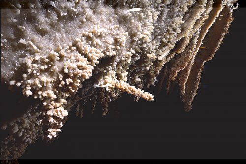 Grotte du Gard - Grande concrétion cylindrique horizontale hérissée de cristaux de calcite.(SP-23-1504)