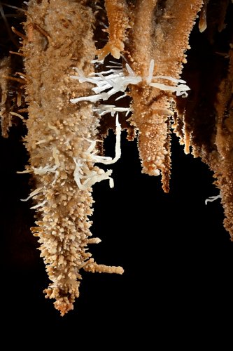 Grotte du Gard - Excentriques translucides blanches sur des stalactites (SP-23-1506)