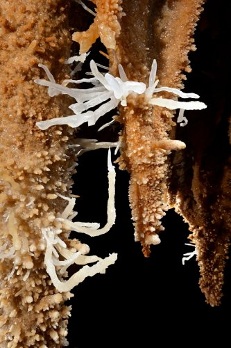 Grotte du Gard - Excentriques translucides blanches sur des stalactites (détail)(SP-23-1511)
