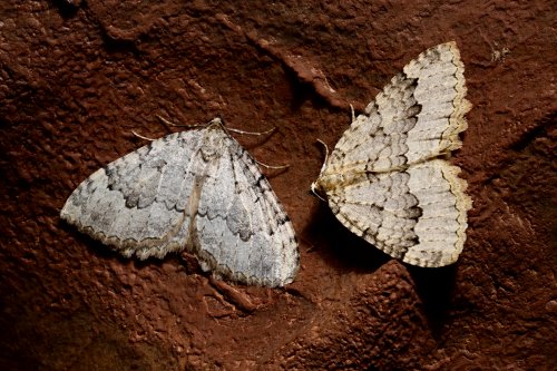 Grotte de l'Olivier (Lot) - Papillons sur une paroi(SP-23-1817)