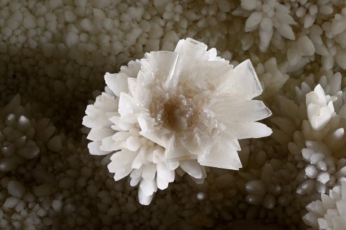 Grotte de l'Aguzou (Aude) - Fleur de calcite dans le "gour aux nénuphars" (SP-24-0761)