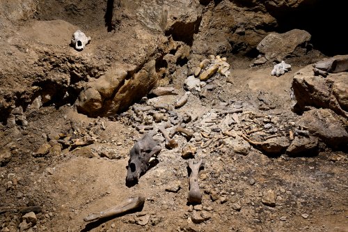 Grotte du Mas d'Azil (Ariège) - Ensemble d'os dans la zone fouillée par le coupe Péquart(SP-24-0812)