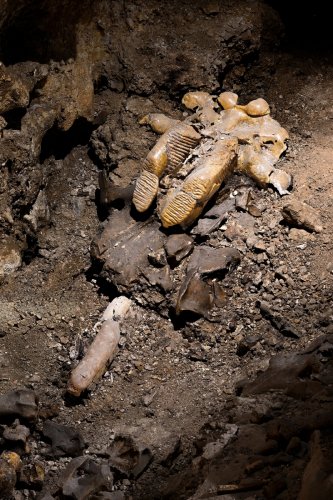 Grotte du Mas d'Azil (Ariège) - Mâchoire de mammouth(SP-24-0813)
