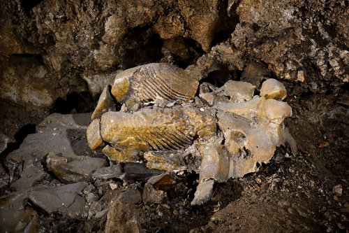 Grotte du Mas d'Azil (Ariège) - Mâchoire de mammouth(SP-24-0816)