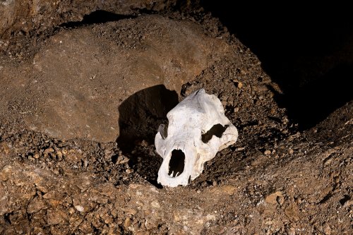 Grotte du Mas d'Azil (Ariège) - Crâne d'ours(SP-24-0817)