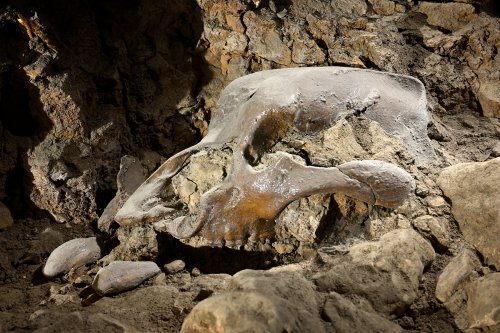 Grotte du Mas d'Azil (Ariège) - Crâne d'ours(SP-24-0823)
