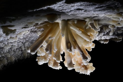 Grotte de Geophysicheskaya (Turkménistan) - Galerie rouge : bouquet d'aragonite coraloïde au plafond (anémone inversée).(SP-24-1209)