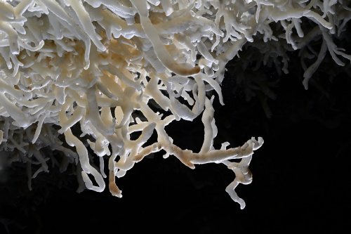 Grotte de Geophysicheskaya (Turkménistan) - Galerie rouge : excentriques d'aragonite au plafond.(SP-24-1211)