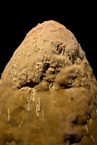 Grotte de Geophysicheskaya (Turkménistan) - Salle des blocs : stalagmite avec diplopodes calcifiés(SP-24-1262)