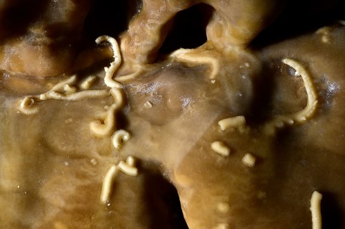 Grotte de Geophysicheskaya (Turkménistan) - Salle des blocs : détail de diplopodes calcifiés sur une stalagmite.(SP-24-1265)