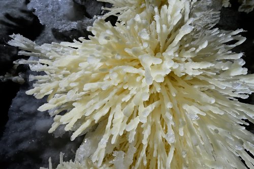 Grotte de Geophysicheskaya (Turkménistan) - Salle rose : détail d'un bouquet d'aragonite coraloïde jaune au plafond.(SP-24-1313)