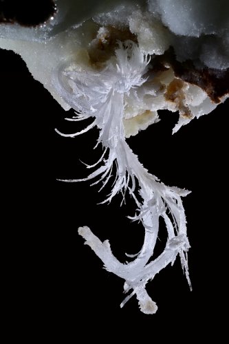 Grotte de Geophysicheskaya (Turkménistan) -  Fine excentrique de gypse.(SP-24-1363)