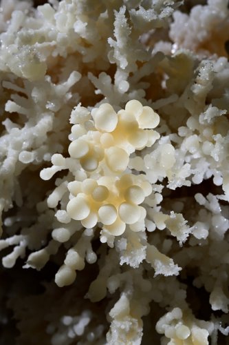 Grotte de Geophysicheskaya (Turkménistan) - Galerie des aiguilles : détail de boules à l'extrémité d'aragonites.(SP-24-1442)