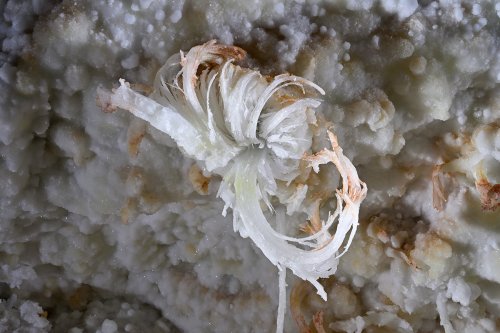 Grotte de Geophysicheskaya (Turkménistan) -  Fleur de gypse aux extrémités orange.(SP-24-1475)