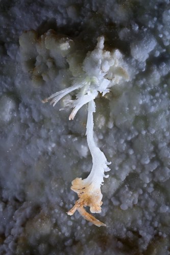 Grotte de Geophysicheskaya (Turkménistan) -  Fleur de gypse à l'extrémité orange(SP-24-1476)