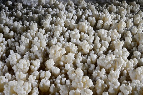 Grotte de Geophysicheskaya (Turkménistan) - Galerie rouge : concrétions en choux fleurs au sol.(SP-24-1480)