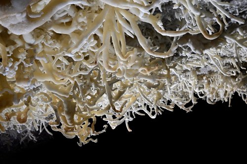 Grotte de Geophysicheskaya (Turkménistan) - Galerie rouge : plafond couvert d'excentriques d'aragonite.(SP-24-1490)