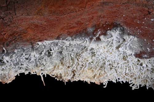 Grotte de Geophysicheskaya (Turkménistan) - Galerie  rouge : paroi rouge partiellement couverte de bouquets d'aragonite.(SP-24-1493)