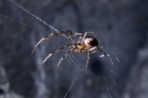 Baradla barlang (Hongrie) - Macrophotographie d'une araignée (SP-24-2031)