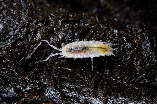 Baradla barlang (Hongrie) - Macrophotographie d'un isopode(SP-24-2034)