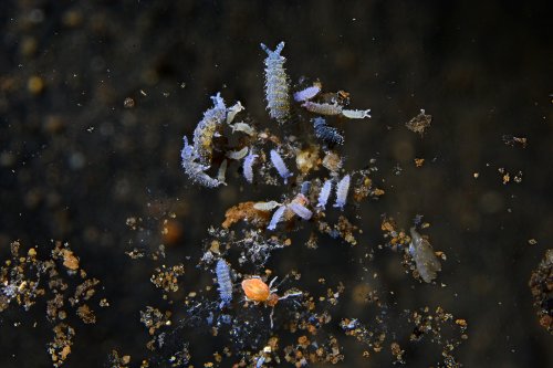 Baradla barlang (Hongrie) - Macrophotographie d'un groupe de collemboles et d'un Pygmarphopalites Aggtelelkiensis dans une flaque d'eau(SP-24-2039)