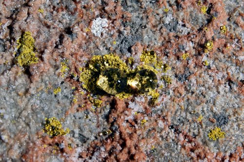 Baradla barlang (Hongrie) - Macrophotographie de développement bactérien une paroi avec gouttes d'eau(SP-24-2050)