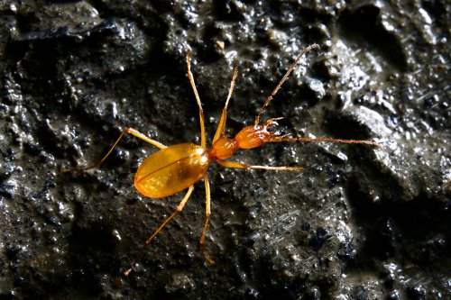 Gouffre de la Pierre Saint-Martin (Pyrénées-Atlantiques) - Aphaenops vu de dessus dans la salle de la Verna : il s'agit d'un coléoptère cavernicole endémique de la chaîne des Pyrénées.(SP-24-2230)