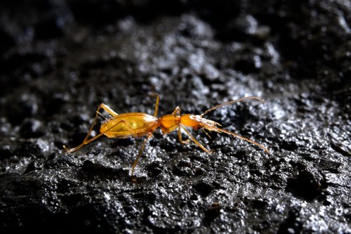 Gouffre de la Pierre Saint-Martin (Pyrénées-Atlantiques) - Aphaenops de profil dans la salle de la Verna : il s'agit d'un coléoptère cavernicole endémique de la chaîne des Pyrénées.(SP-24-2231)