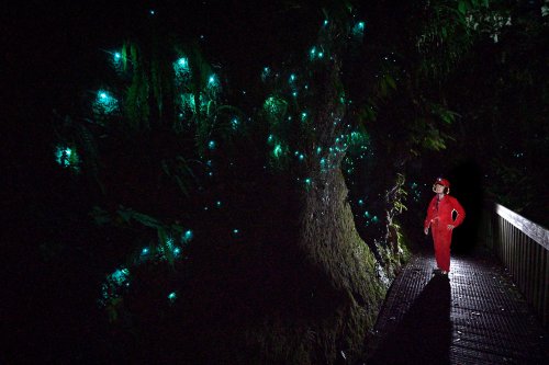 Mangapohue Natural Bridge (Waitomo, Nouvelle Zélande) - Vers luisants sur les parois de l'arche naturelle de nuit.(SP-24-2600)