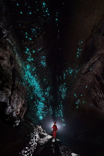 Glowworm  cave (région de Waitomo, Nouvelle Zélande) - Galerie avec glowworms (vers luisants) au plafond (spéléo non éclairé debout dans la galerie).(SP-24-2619)