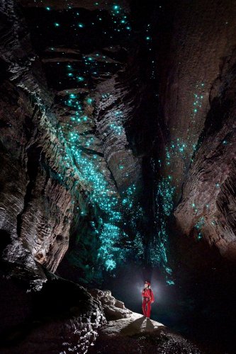Glowworm  cave (région de Waitomo, Nouvelle Zélande) - Galerie avec glowworms  (vers luisants) au plafond (spéléo debout dans la galerie).(SP-24-2622)