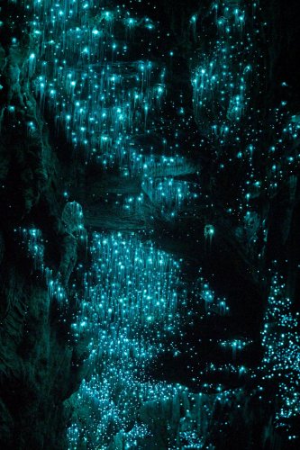 Glowworm  cave (région de Waitomo, Nouvelle Zélande) - Plafond couvert de vers luisants dans l'obscurité.(SP-24-2628)