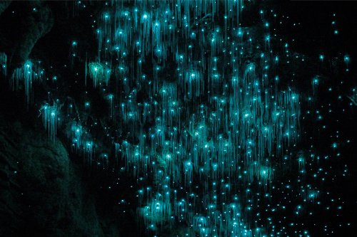 Okupata cave (Tongariro National Park, Nouvelle Zélande) - Plafond couvert de glowworms (vers luisants) dans l'obscurité (SP-24-2629)