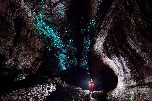 Glowworm  cave (région de Waitomo, Nouvelle Zélande) - spéléo regardant des glowworms (vers luisants) au plafond d'une galerie (format horizontal). (SP-24-2638)