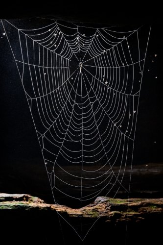 Okupata cave (Tongariro National Park, Nouvelle Zélande) - Toile d'araignée dans l'entrée de la cavité.(SP-24-2694)