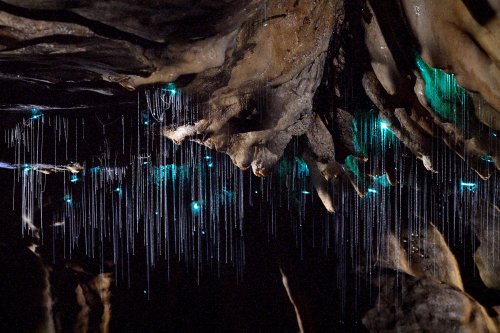 Okupata cave (Tongariro National Park, Nouvelle Zélande) - Plafond avec des glowworms (vers luisants) et leurs fils au milieu de concrétions(SP-24-2699)
