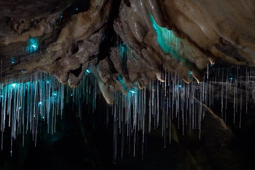 Okupata cave (Tongariro National Park, Nouvelle Zélande) - Plafond avec des glowworms (vers luisants) et leurs fils au milieu de concrétions(SP-24-2705)