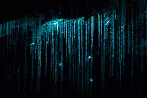 Okupata cave (Tongariro National Park, Nouvelle Zélande) - Glowworms (vers luisants) et leurs fils éclairant l'obscurité(SP-24-2706)