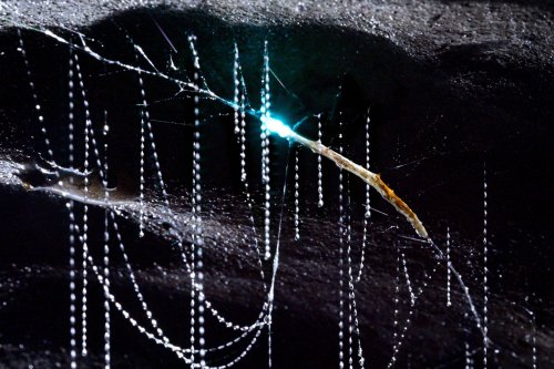 Okupata cave (Tongariro National Park, Nouvelle Zélande) - Détail d'un glowworm (ver luisant) avec sa lumière et ses fils éclairés(SP-24-2720)