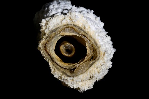 Kairuru cave Nouvelle Zélande, île du Sud) - Détail de l'intérieur d'une stalactite avec une cerne manquante(SP-24-2747)