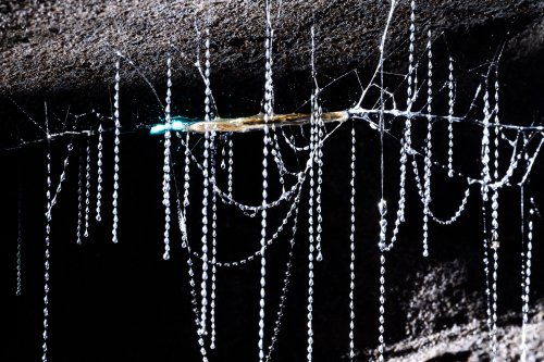 Okupata cave (Tongariro National Park, Nouvelle Zélande) - Glowworm (ver luisant)  
 dans sa gangue et  son réseau de fils avec son extrémité éclairée(SP-24-2771)