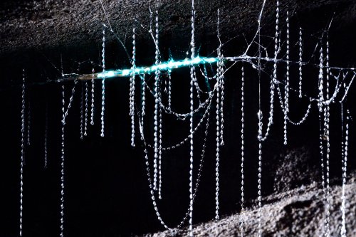 Okupata cave (Tongariro National Park, Nouvelle Zélande) - Glowworm (ver luisant)  
 dans sa gangue et  son réseau de fils. La partie éclairée est importante car le ver s'est déplacé durant la prise de vue avec une exposition longue(SP-24-2772)