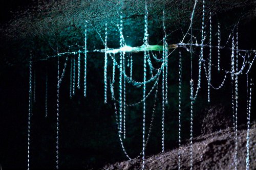 Okupata cave (Tongariro National Park, Nouvelle Zélande) - Glowworm (ver luisant)  
dans sa gangue  éclairant son réseau de fils(SP-24-2772B)