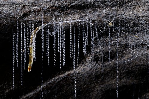 Okupata cave (Tongariro National Park, Nouvelle Zélande) - Glowworm (ver luisant) dans sa gangue en position verticale et ses fils éclairés.(SP-24-2784)